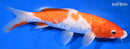 9.75" DOITSU KOHAKU