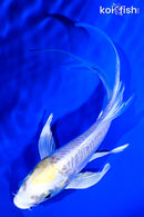 5.5" DOITSU LEMON HARIWAKE BUTTERFLY