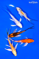 PACK OF (5) 4-5" BUTTERFLY KOI