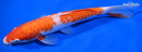 9.75" DOITSU KOHAKU