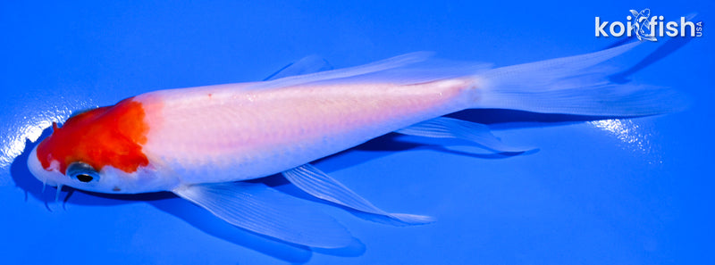 5.75" KOHAKU BUTTERFLY