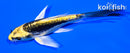 4.25" KIN KIKOKURYU BUTTERFLY