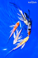 PACK OF (5) 4-5" BUTTERFLY KOI