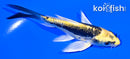4.25" KIN KIKOKURYU BUTTERFLY