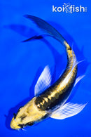 4.25" KIN KIKOKURYU BUTTERFLY