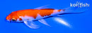 4.25" HARIWAKE BUTTERFLY