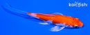 4.25" HARIWAKE BUTTERFLY