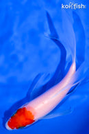 5.75" KOHAKU BUTTERFLY