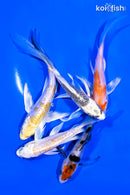 PACK OF (5) 4-5" BUTTERFLY KOI