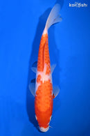 9.75" DOITSU KOHAKU