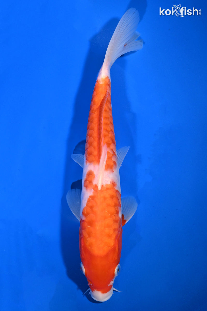Koi Fish for Sale | Buy Koi Online | Koi Fish USA – Page 16