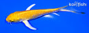 4.75" YAMABUKI OGON BUTTERFLY