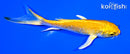 4.75" YAMABUKI OGON BUTTERFLY