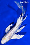9" DOITSU LEMON HARIWAKE BUTTERFLY
