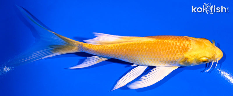 5.25" YAMABUKI OGON BUTTERFLY