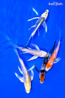 PACK OF (5) 4-5" BUTTERFLY KOI