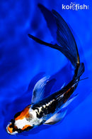 5.25" ARAGOKE BENI KIKOKURYU BUTTERFLY