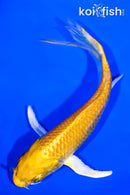 4.75" YAMABUKI OGON BUTTERFLY