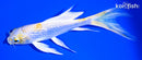 5.75" GINRIN LEMON HARIWAKE BUTTERFLY