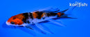 4.5" SANKE BUTTERFLY