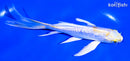 5.75" GINRIN LEMON HARIWAKE BUTTERFLY