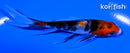 4.5" SANKE BUTTERFLY