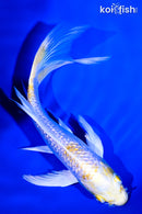 5.75" GINRIN LEMON HARIWAKE BUTTERFLY