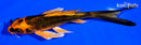 5.25" ORENJI MATSUBA BUTTERFLY