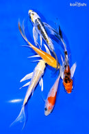 PACK OF (5) 4-5" BUTTERFLY KOI