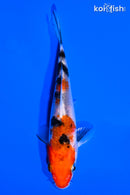 4.25" SANKE