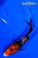 4.5" SANKE BUTTERFLY