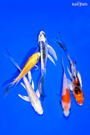 PACK OF (5) 4-5" BUTTERFLY KOI