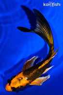 5.25" ORENJI MATSUBA BUTTERFLY