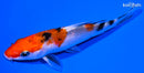 4.25" SANKE
