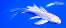 4.75" DOITSU LEMON HARIWAKE BUTTERFLY