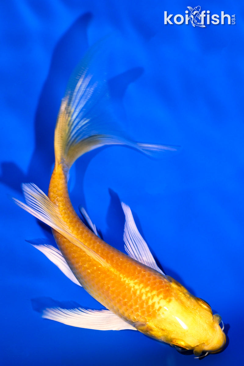 5.25" YAMABUKI OGON BUTTERFLY