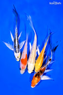PACK OF (5) 4-5" BUTTERFLY KOI