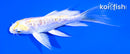 4.75" DOITSU LEMON HARIWAKE BUTTERFLY