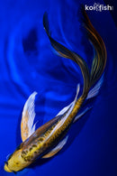 10" KIN KIKOKURYU BUTTERFLY