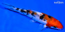 4.25" SANKE
