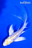 4.75" DOITSU LEMON HARIWAKE BUTTERFLY