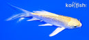 4.25" GINRIN YAMABUKI OGON BUTTERFLY