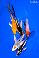 PACK OF (5) 4-5" BUTTERFLY KOI