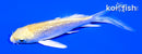4.25" GINRIN YAMABUKI OGON BUTTERFLY