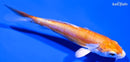 4" KIKUSUI