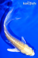 4.25" GINRIN YAMABUKI OGON BUTTERFLY