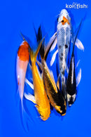PACK OF (5) 4-5" BUTTERFLY KOI