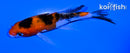 4.25" SANKE BUTTERFLY