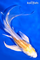 5.75" DOITSU HARIWAKE BUTTERFLY