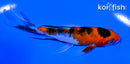 4.25" SANKE BUTTERFLY